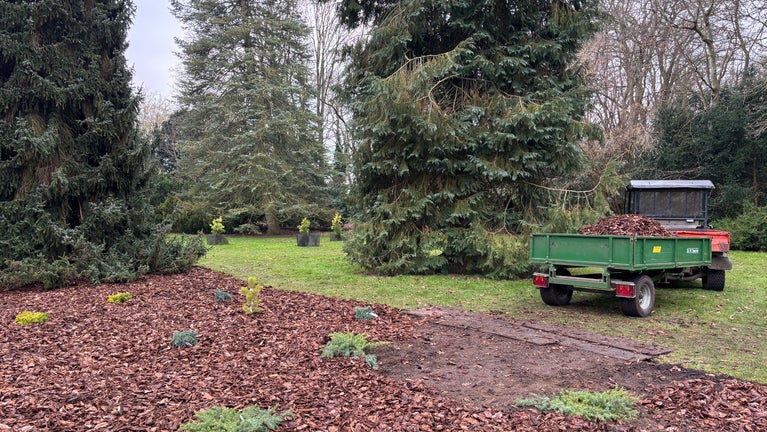 A small area of lawn has been planted up with evergreens and surrounded by bark chipping. Tall towering trees in the background and a vehicle with more bark chipping parked nearby.